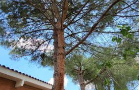 Hostal Restaurante San Martin de Montalban - Foto 51