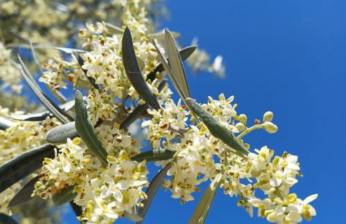 Monte da Rocha-Mãe - Foto 24