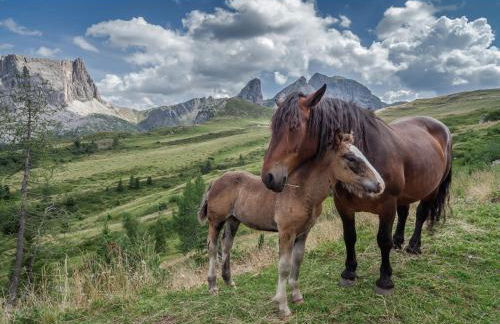 Cesa Fossal - Foto 38