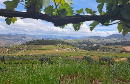 Quinta Soutelinho - Foto 10