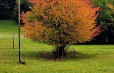 Domki w Bieszczadach - Foto 9