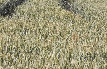 Niebieski Domek - Foto 44