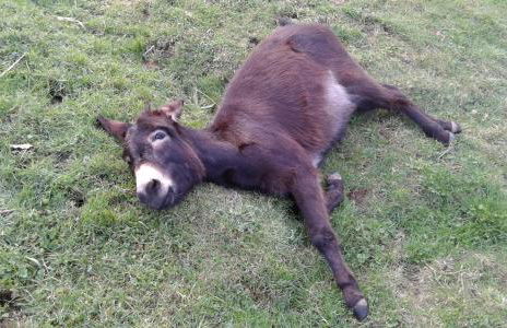 La finestra sulla valle - Foto 38