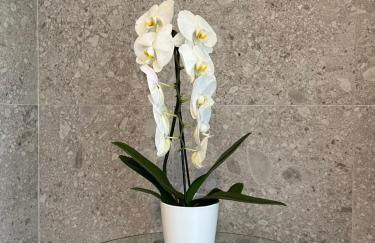 MiAp ORTI 31 - Photo 37