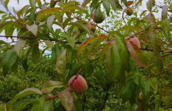 Górska Polana, Stronie Śląskie - Młynowiec - Foto 36