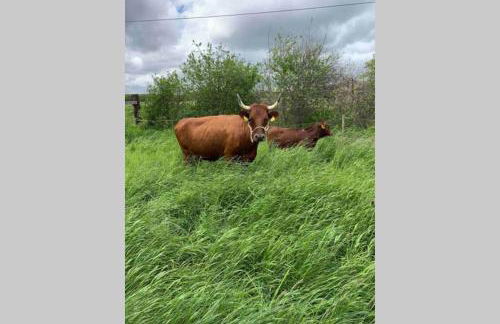 Irenes Tinyhouse - Foto 29