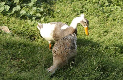 Gspoi-Hof - Photo 19