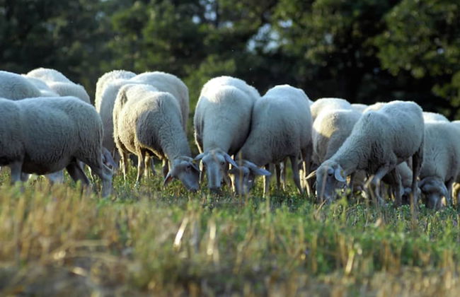 Holiday Home in Apecchio With Pool & Terrace - Foto 39