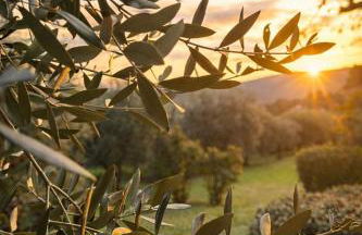 Fattoria Lornano Winery - Foto 36