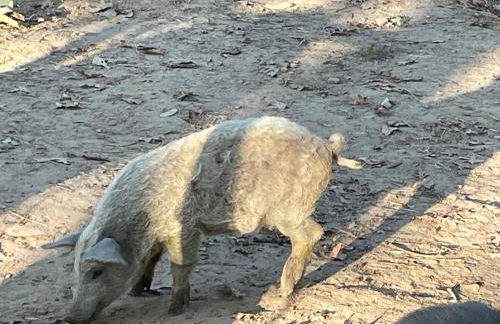 Rustic Mountaintop Cabin on small farm with WiFi - Foto 36
