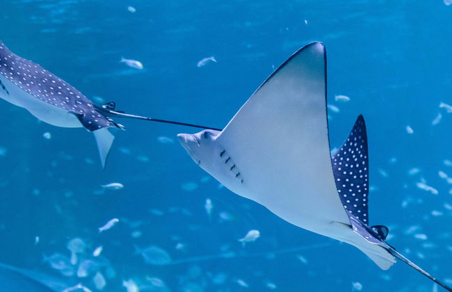 Entrada al Acuario Nacional de Abu Dhabi - Foto 8