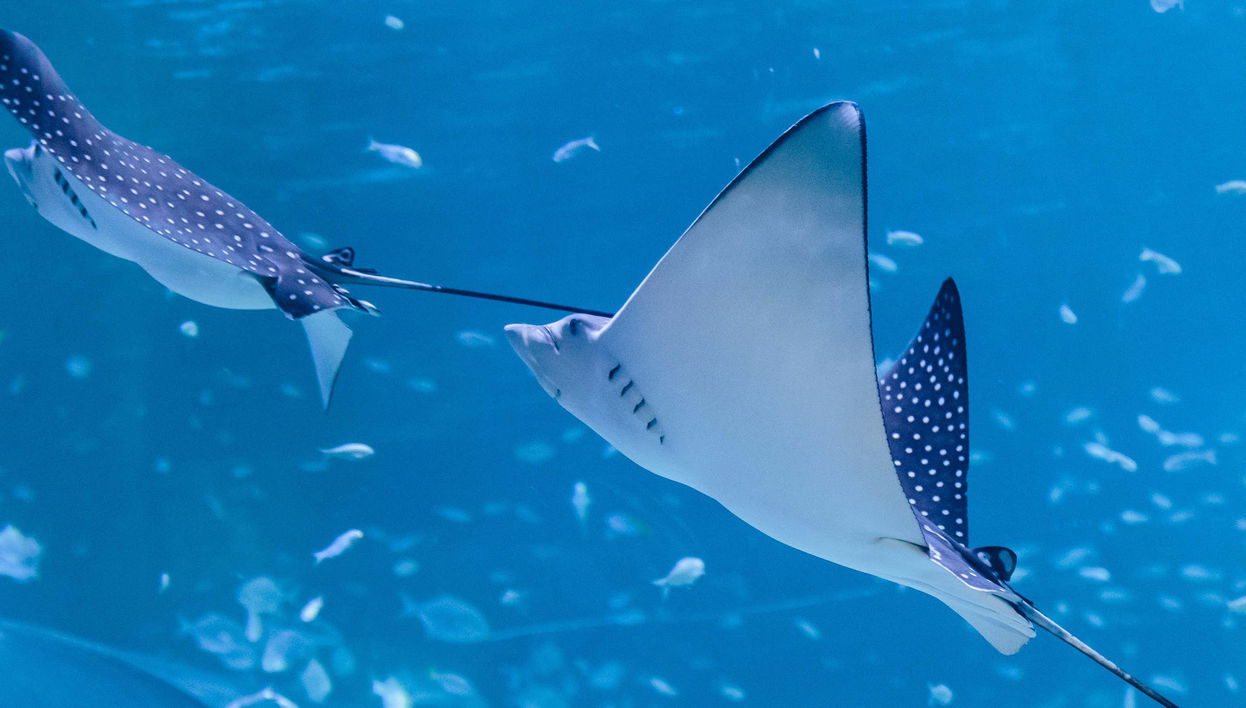 Billet pour l'Aquarium National d'Abou Dabi