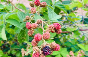 Pavillon de Tranquillité en Sologne - Photo 8