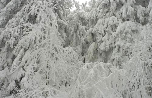 Komfortable Wohnungen und Studio in Sankt Englmar - Foto 39