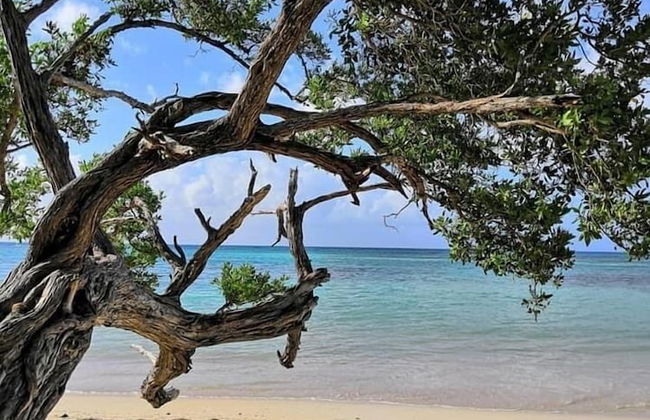 COTE PLAGE LE BALAOU - Photo 15