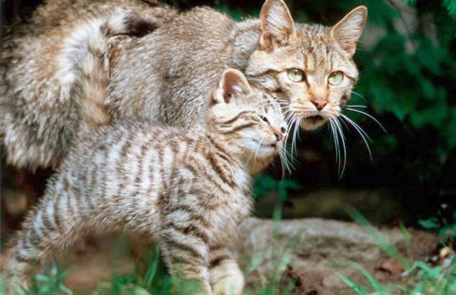 Holiday Apartment Waldquartier Wackerberg - Photo 7