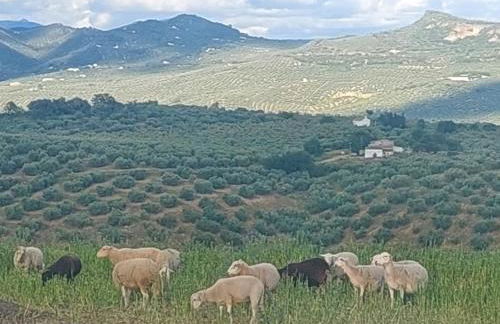 Dehesilla Olive Orchard Retreat - Foto 8