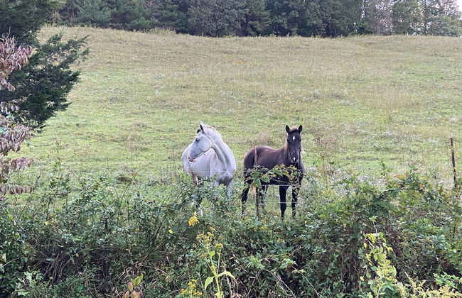 Newly Listed-Private 25-Acre Escape Near Red River Gorge - Foto 56