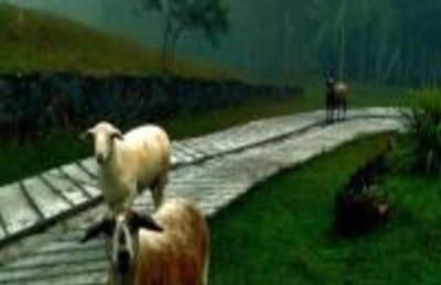 Cabana Deck 3 - Rota Serra do Rio do Rastro - Foto 4