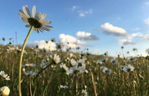 Zum Goldenen Schaf II - Photo 23