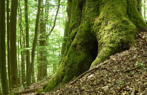 Ferienwohnungen Finke - Foto 56