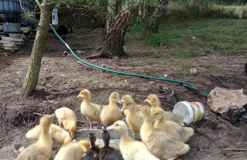 Agroturystyka AMiG - Foto 23