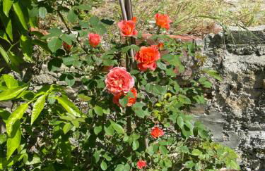 DOLCE VITA IN TUSCANY Cottage - Foto 52