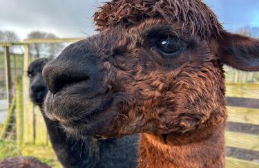 Hele Bay Cottage - Foto 54