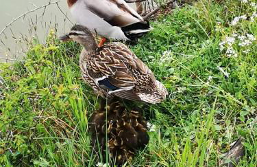 Agriturismo Grecinella - Foto 12