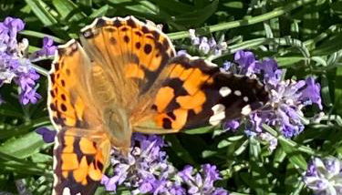 Ferienwohnung Jardin im Kunsthaus - Foto 3