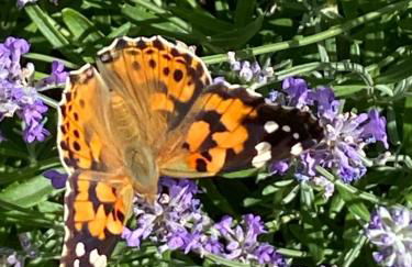 Ferienwohnung Jardin im Kunsthaus - Foto 3