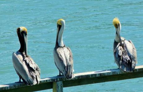 Sea Oats #303 - Foto 45