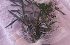 Nonna Nesti - Foto 13