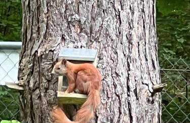 Masz Ci Las - Photo 21