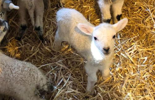 Perfect Cottage Hideaway in the Divine Pewsey Vale - Foto 50