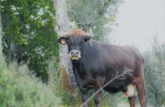 Casa d' Além Turismo e Natureza - Refúgio do Bosque - Foto 17
