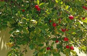 Casa Aconchegante - Foto 31