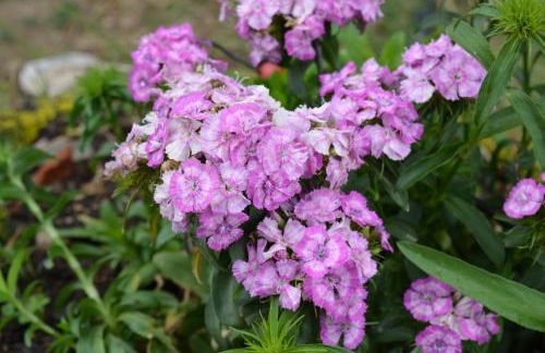 Residence L'Ulivo - Foto 42