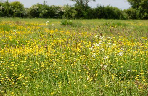East Green Farm Cottage - Studio Barn - Aldeburgh Coastal Cottages - Foto 30