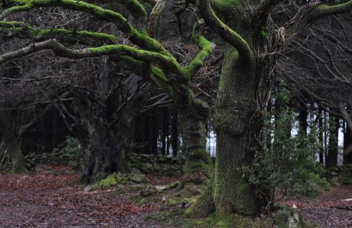 Donkey Shed - Foto 13