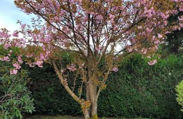 Gîte Forêt Vosgienne gitesdes2vallées - Foto 27