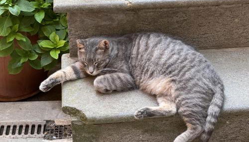 Casa d'artista: E poi tornarono le rondini... - Foto 4