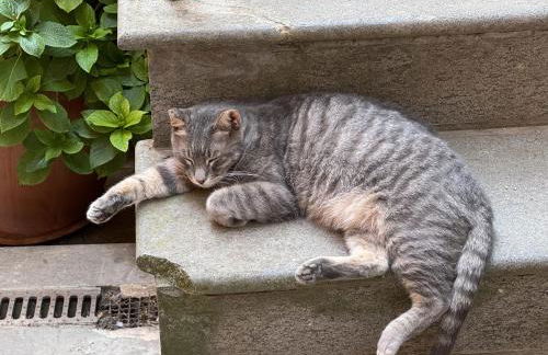 Casa d'artista: E poi tornarono le rondini... - Foto 4