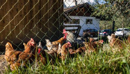 Bergbauernhof Schoberlehen - Foto 5