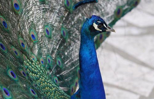 Appartements détente & nature - Domaine de La Thiau - Photo 98