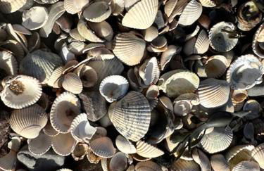 Whitegates - Foto 31