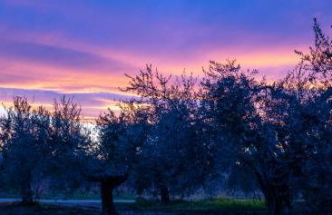 Az. Agr. Parco dei Buoi - Foto 25