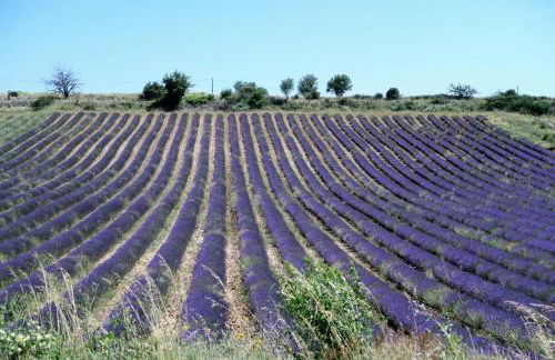 La Terrasse d'Oléa, au coeur du village - Foto 38
