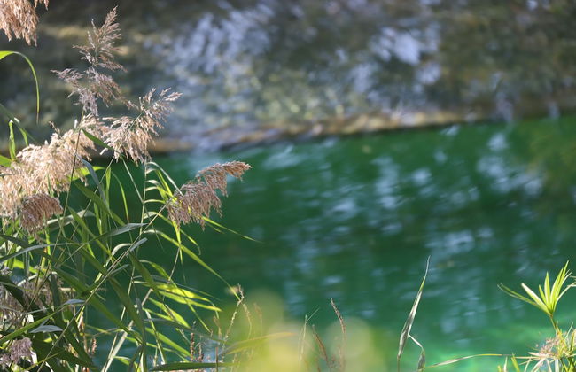 Orion Tree houses - Foto 39