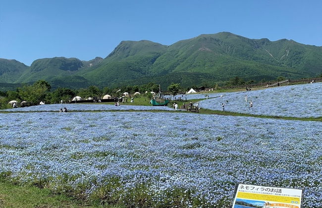 kujuhanakoen campingresort hanatohoshi - Foto 10